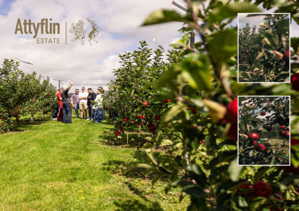 Pruning Apples and Tree Maintenance Course